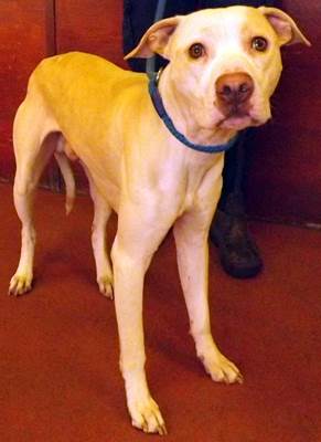 Rehome Dogs North West Uk Rehome Dogs North West Uk