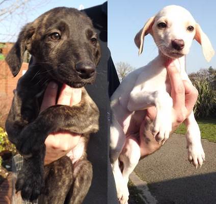 Leigh Cats And Dogs Home Puppies Leigh Cats And Dogs Home Puppies
