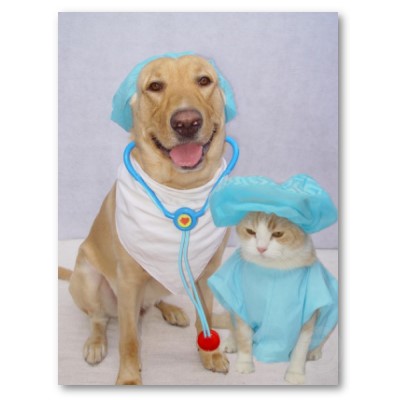 The Vets Leigh Cats And Dogs Home The Vets Leigh Cats And Dogs Home