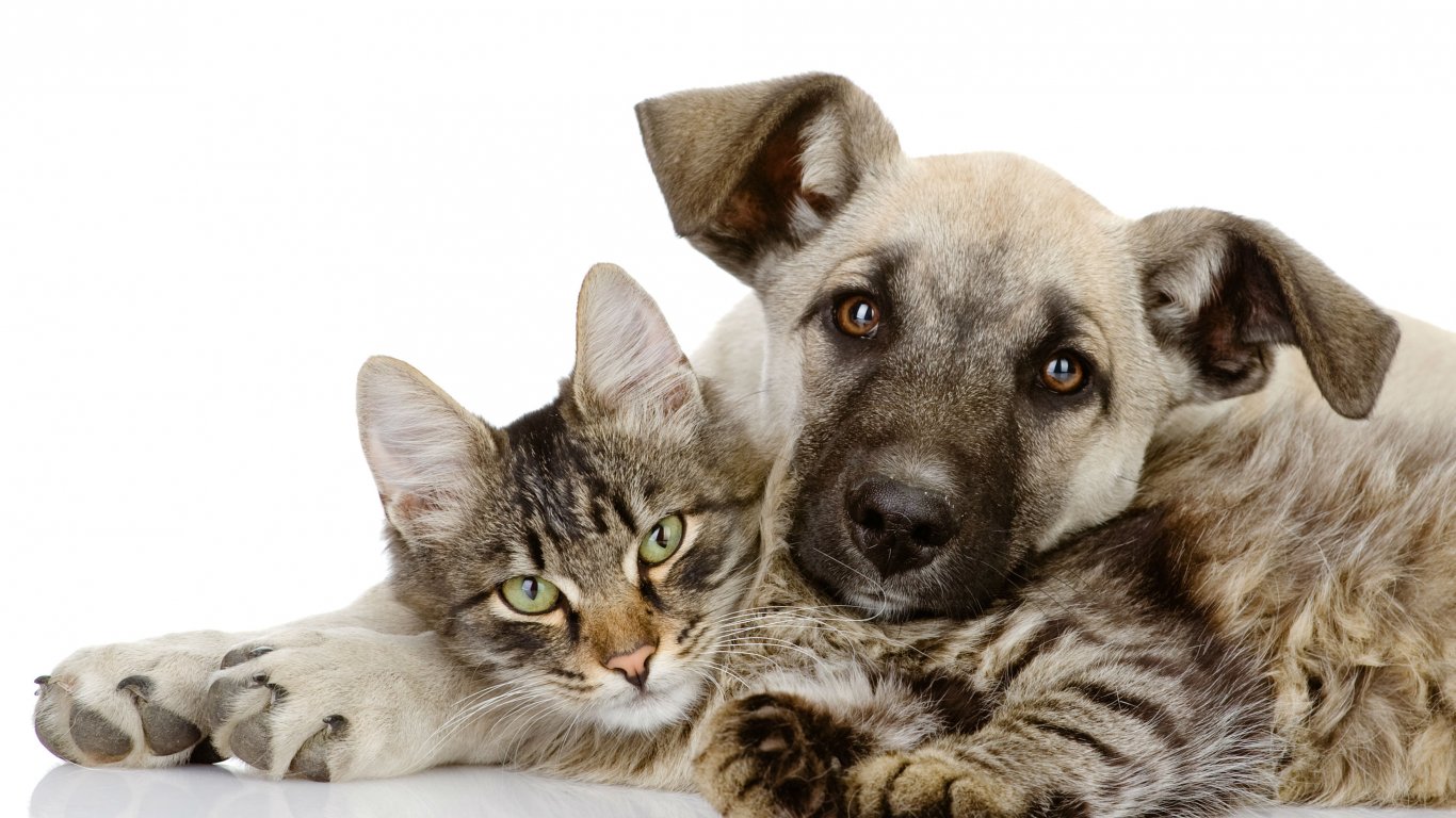 dogs as pets leigh dogs and cats home caring for pets throughout the dogs as pets leigh dogs and cats home caring for pets throughout the
