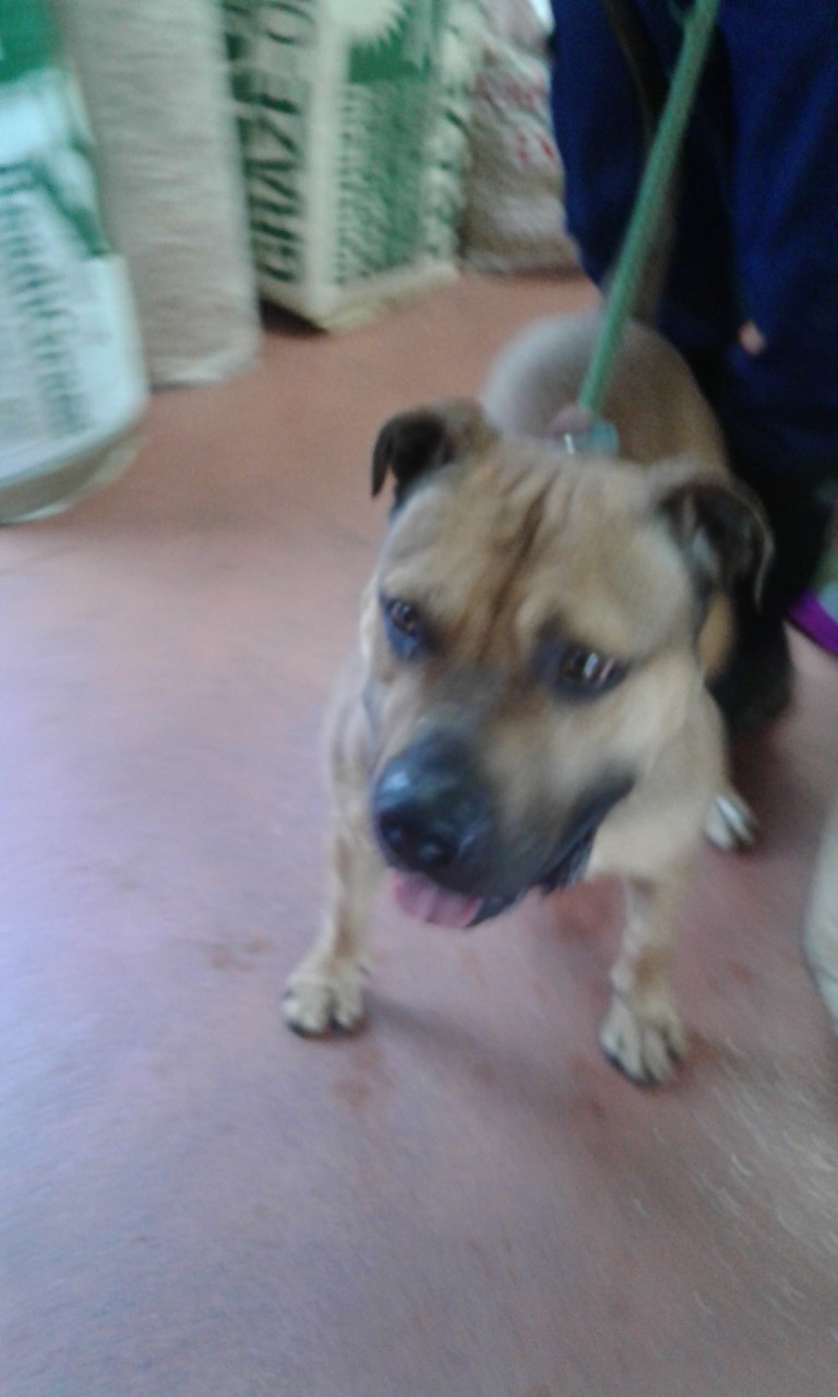 Leigh Dogs Cats Home Cic Leigh Dogs Cats Home Cic