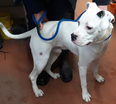 Dog Rehoming North West Uk Dog Rehoming North West Uk