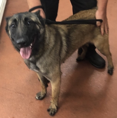 Dogs For Rehoming North West Uk Dogs For Rehoming North West Uk