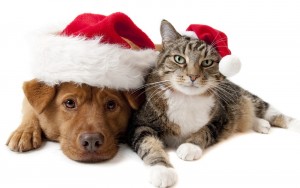 DOGCATXMAS