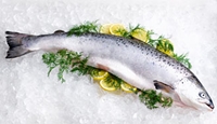 instore-fish-counter-salmon