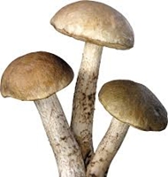 mushroom
