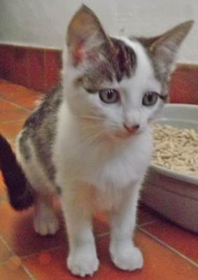2 Twelve Week Old Kittens Leigh Dogs And Cats Home