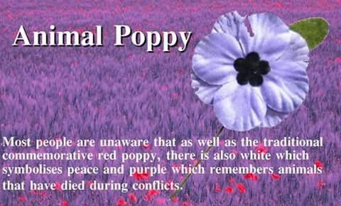 Wear a Purple Poppy with Pride | Leigh Dogs and Cats Home