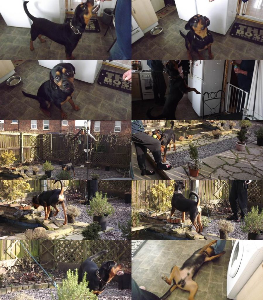 Hugo right at home! Leigh Dogs and Cats Home