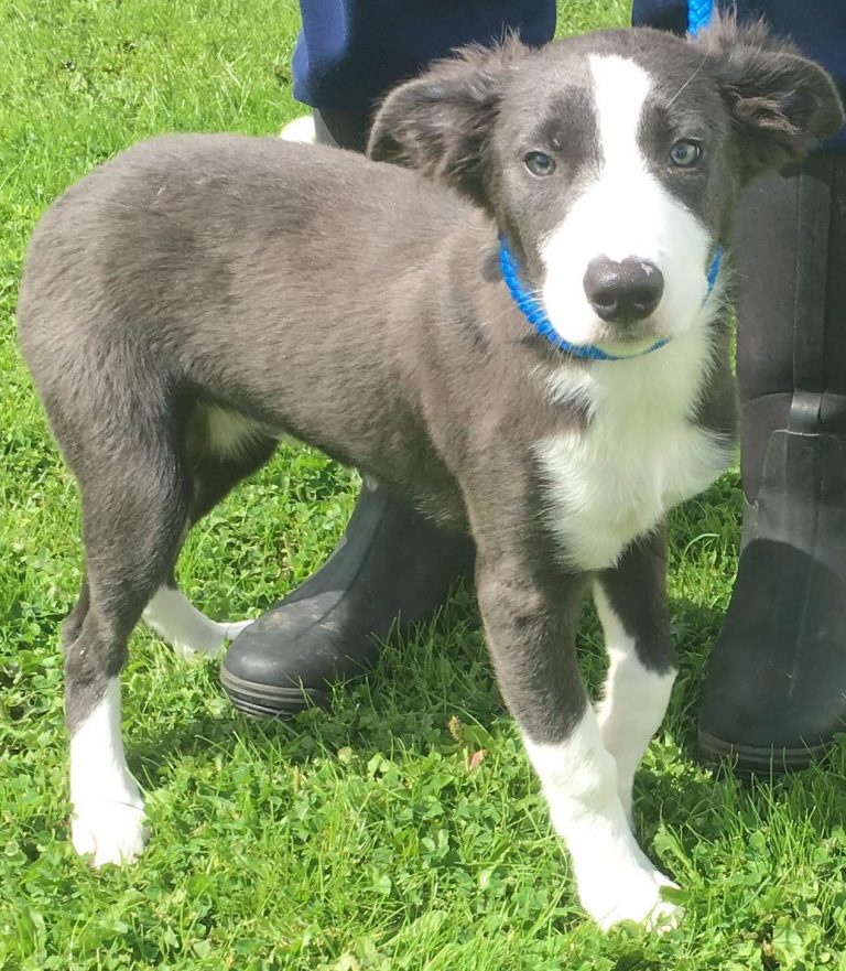 BORDER COLLIE 15 WEEKS OLD Leigh Dogs and Cats Home