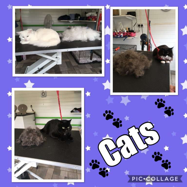 cats Leigh Dogs and Cats Home